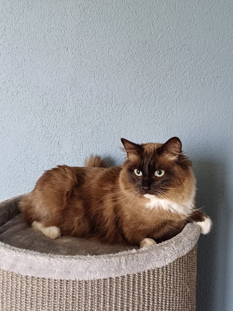 Mooie Ragdoll (dek) kater (helemaal getest), Dieren en Toebehoren, Katten en Kittens | Raskatten | Langhaar, Kater, Gechipt, 0 tot 2 jaar