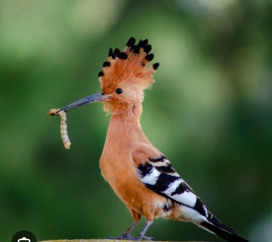 3-0 Europese hoppen, Dieren en Toebehoren, Vogels | Overige Vogels, Mannelijk, Wildzangvogel, Geringd