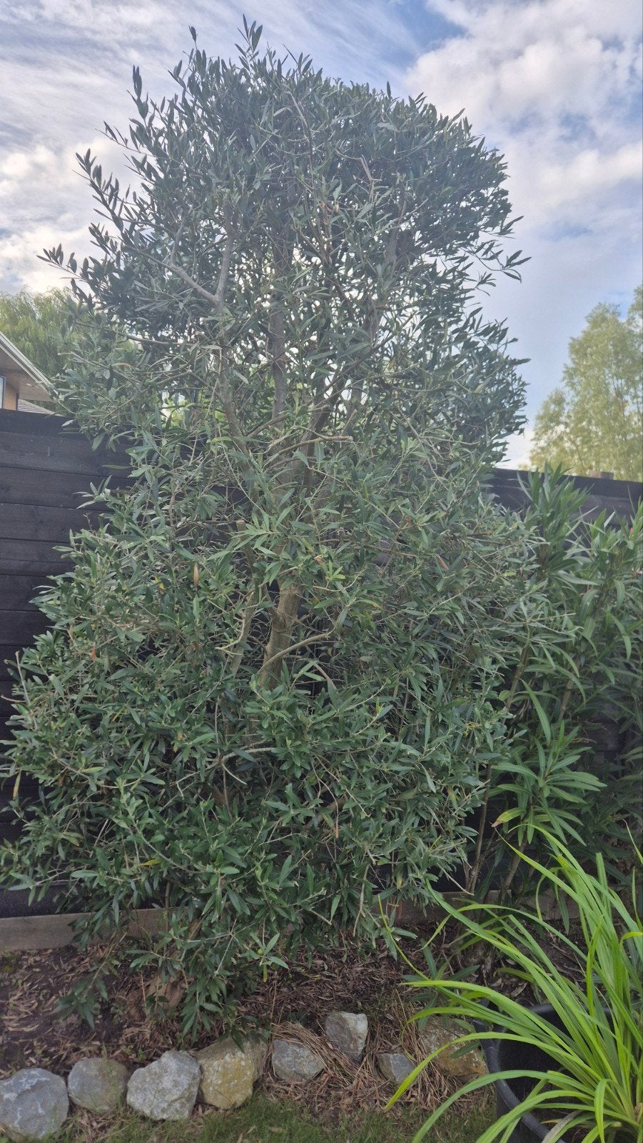 Olijfboom (Olea Europaea) ca. 220 cm hoog, Ophalen, Volle zon, Olijfboom, 100 tot 250 cm