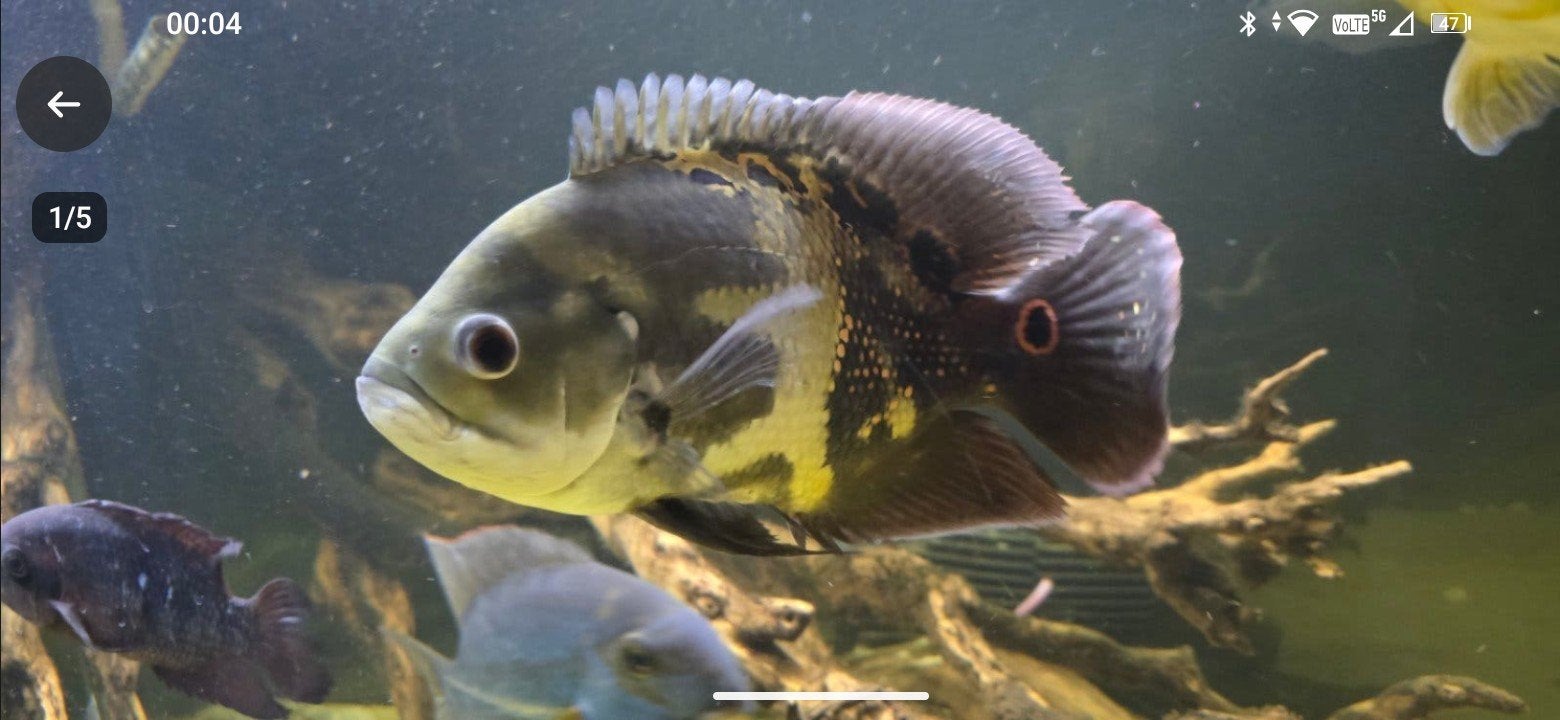 Astronotus mikoljii, oscar pauwoog, Vis, Zoetwatervis