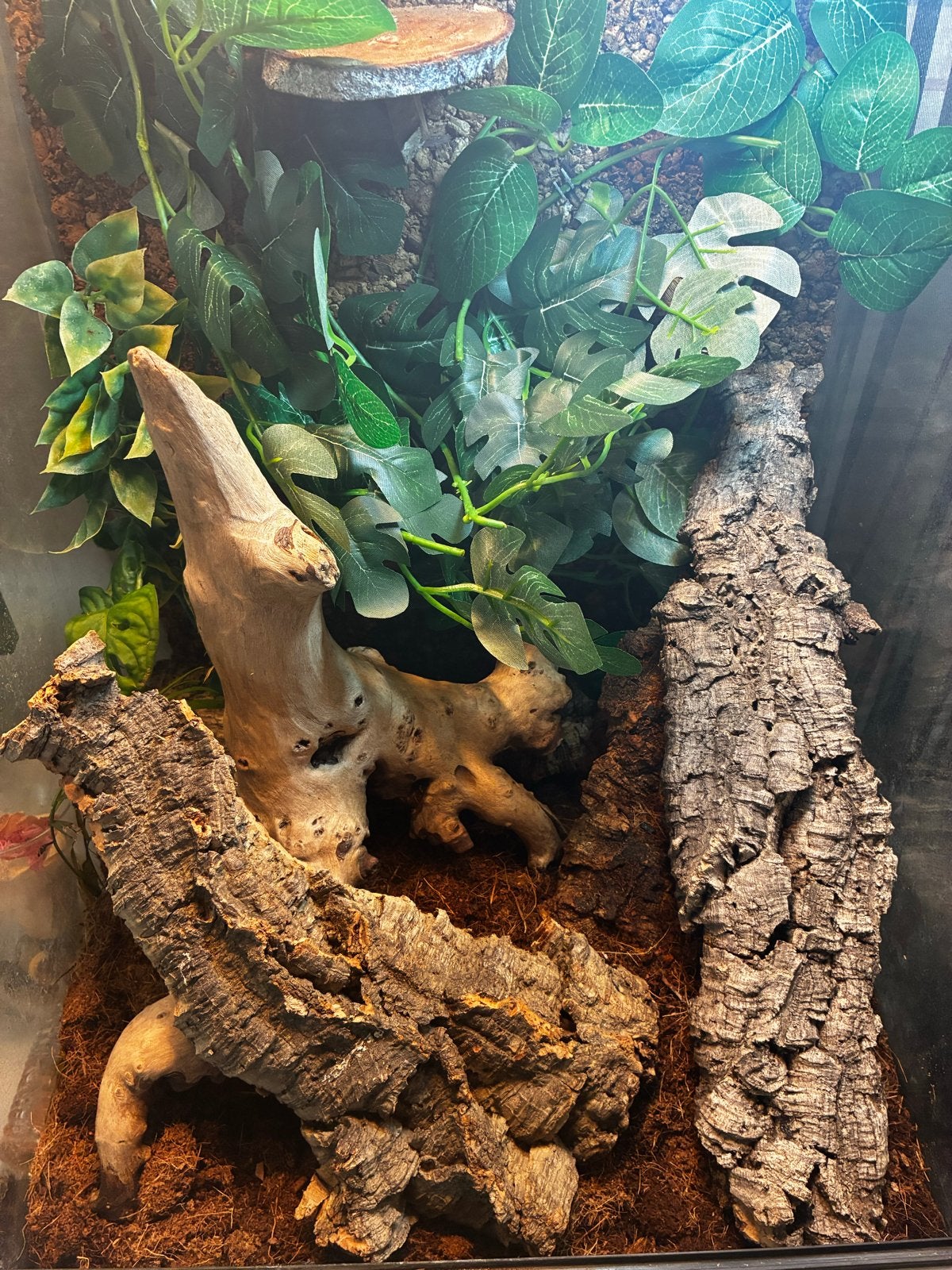 Gargoyle Gecko man, Overige soorten, Met terrarium, 0 tot 2 jaar