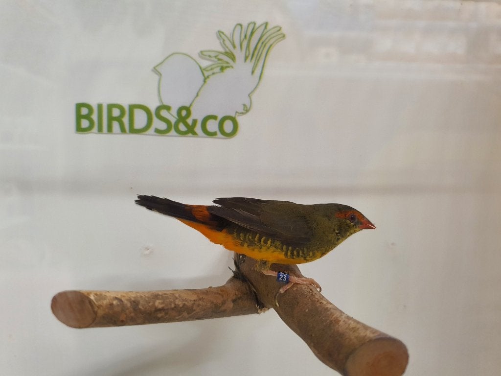 Koppel Goudbuikjes beschikbaar, Dieren en Toebehoren, Meerdere dieren, Tropenvogel, Geringd