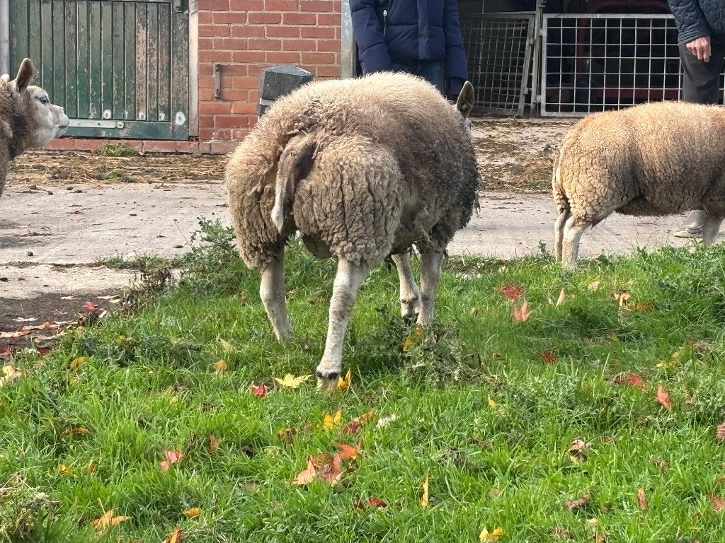 Te koop:een best ramlam, Dieren en Toebehoren, Mannelijk, Schaap, 0 tot 2 jaar