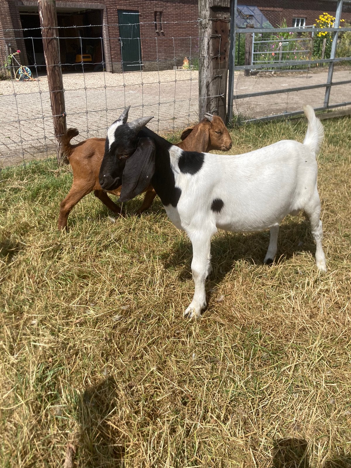 Te koop  boerbok, Dieren en Toebehoren, Meerdere dieren, Schaap