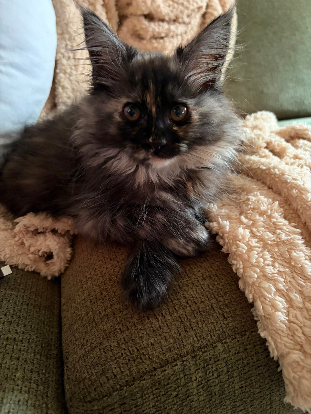 2 maincoonkittens, Dieren en Toebehoren, Katten en Kittens | Raskatten | Langhaar, Poes