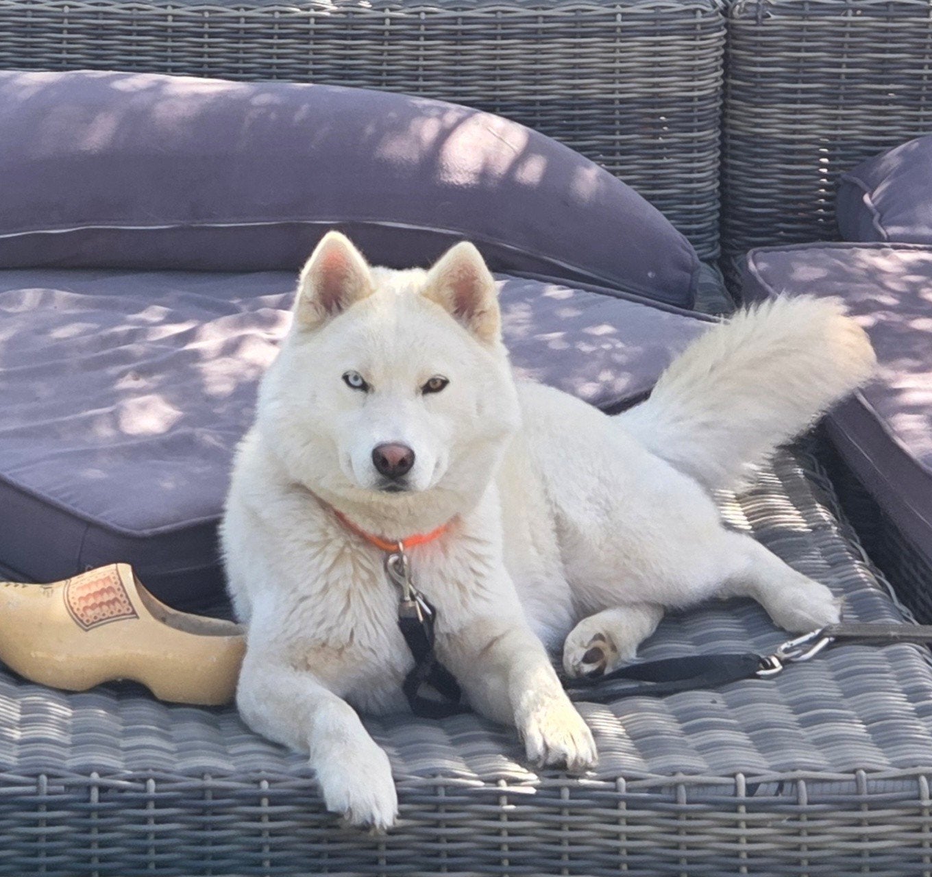 Husky x Akita, huskita Mimi zoekt een nieuw fijn thuis, CDV (hondenziekte), 1 tot 2 jaar, Teef, Poolhond