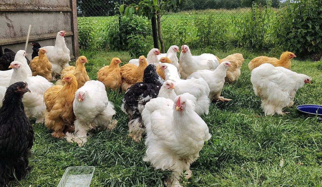 Cochin groothoender wit en buff, Meerdere dieren, Kip