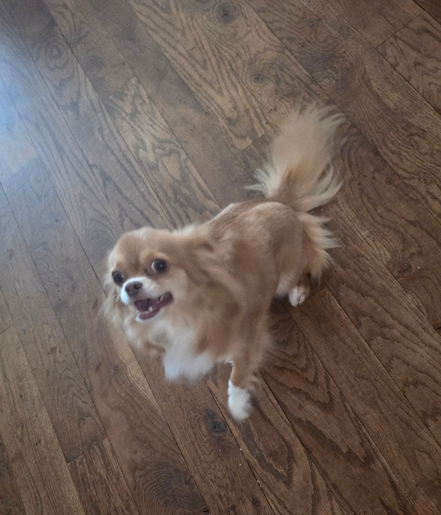Chihuahua, Dieren en Toebehoren, Honden | Chihuahua's en Gezelschapshonden, 6 jaar of ouder, België, Particulier, Teef