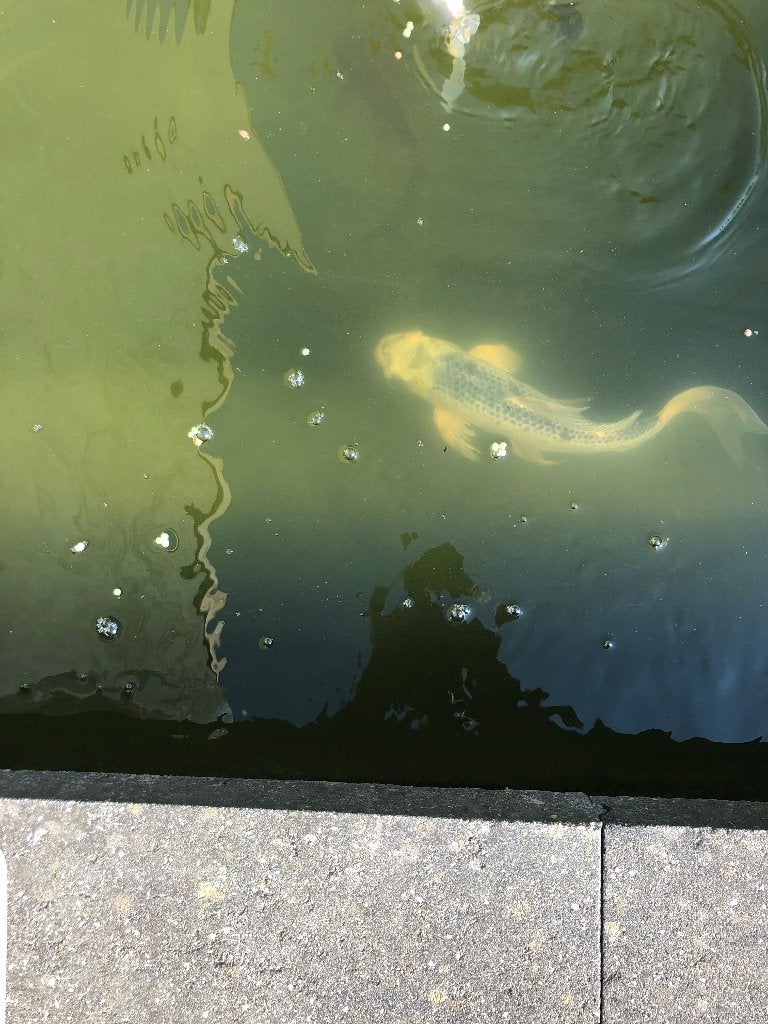 Koi, Dieren en Toebehoren, Karper of Koi