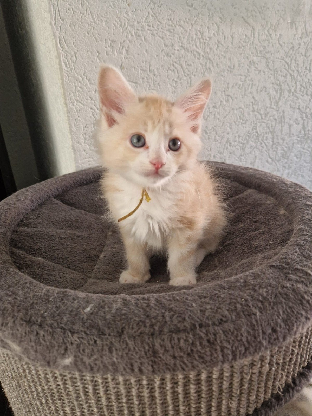 kruising Main Coon kittens, Dieren en Toebehoren, Kater, Langharig, 0 tot 2 jaar