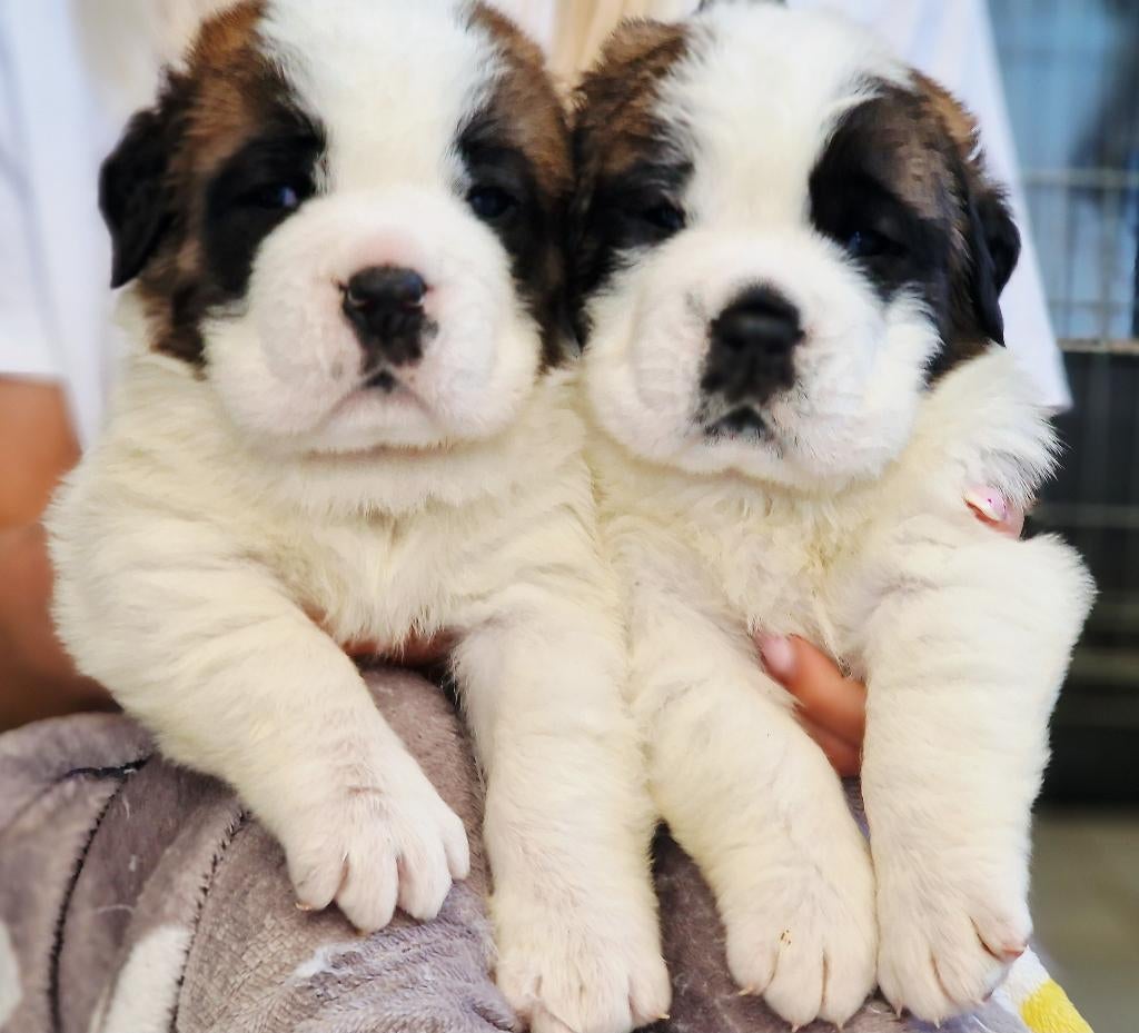 Sint bernard Prachtige puppy's FCI gecertificeerde kennel, Dieren en Toebehoren, Honden | Bulldogs, Pinschers en Molossers, 15 weken tot 1 jaar