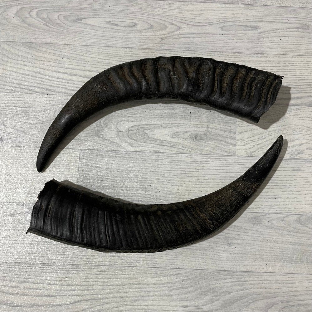 Waterbuffel hoorns paar 50cm nr 256 | Lederstore, Ophalen of Verzenden, Nieuw, Boerderijdier, Gewei of Kop