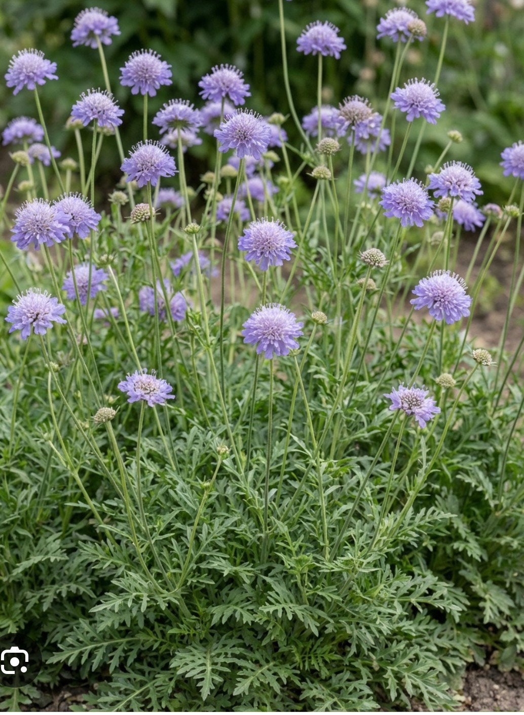 Klein duifkruid - Scabiosa, Ophalen, Overige soorten, Volle zon