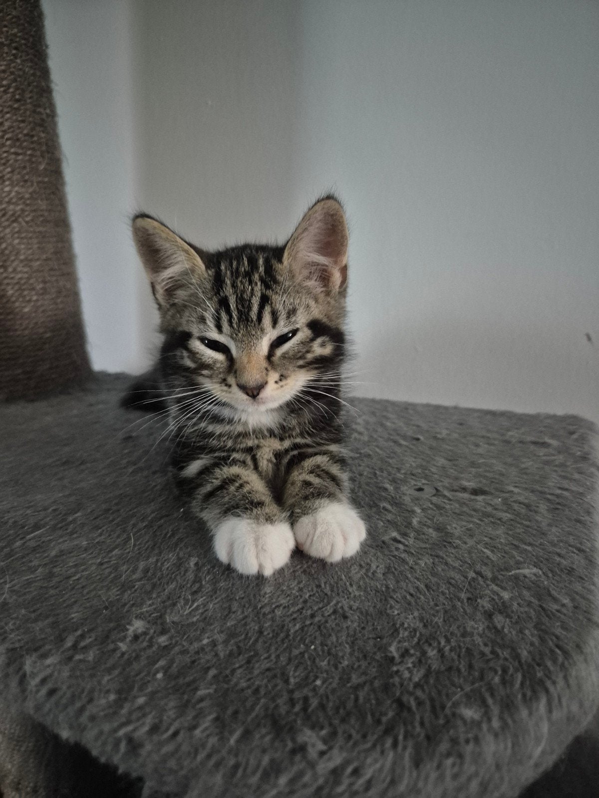 2 lieve katertjes mogen het nest verlaten, Kater, Ingeënt, 0 tot 2 jaar