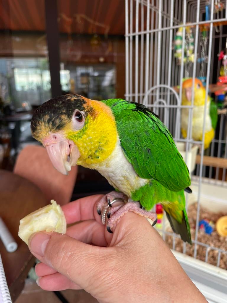 Groendij caique popje, Dieren en Toebehoren, Vrouwelijk, Papegaai, Tam