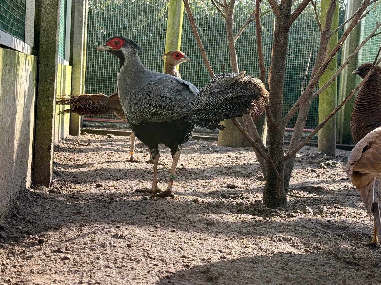 Diverse fazanten, Meerdere dieren, Overige soorten