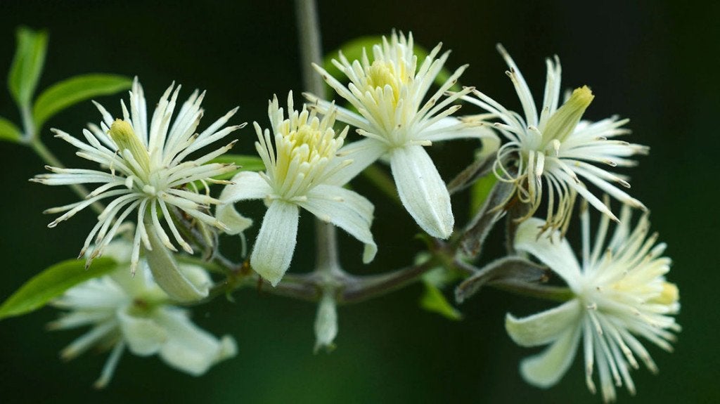 Inheemse clematis - wilde bosrank - Clematis vitalba, Vaste plant, Ophalen of Verzenden, Halfschaduw, Klimplanten