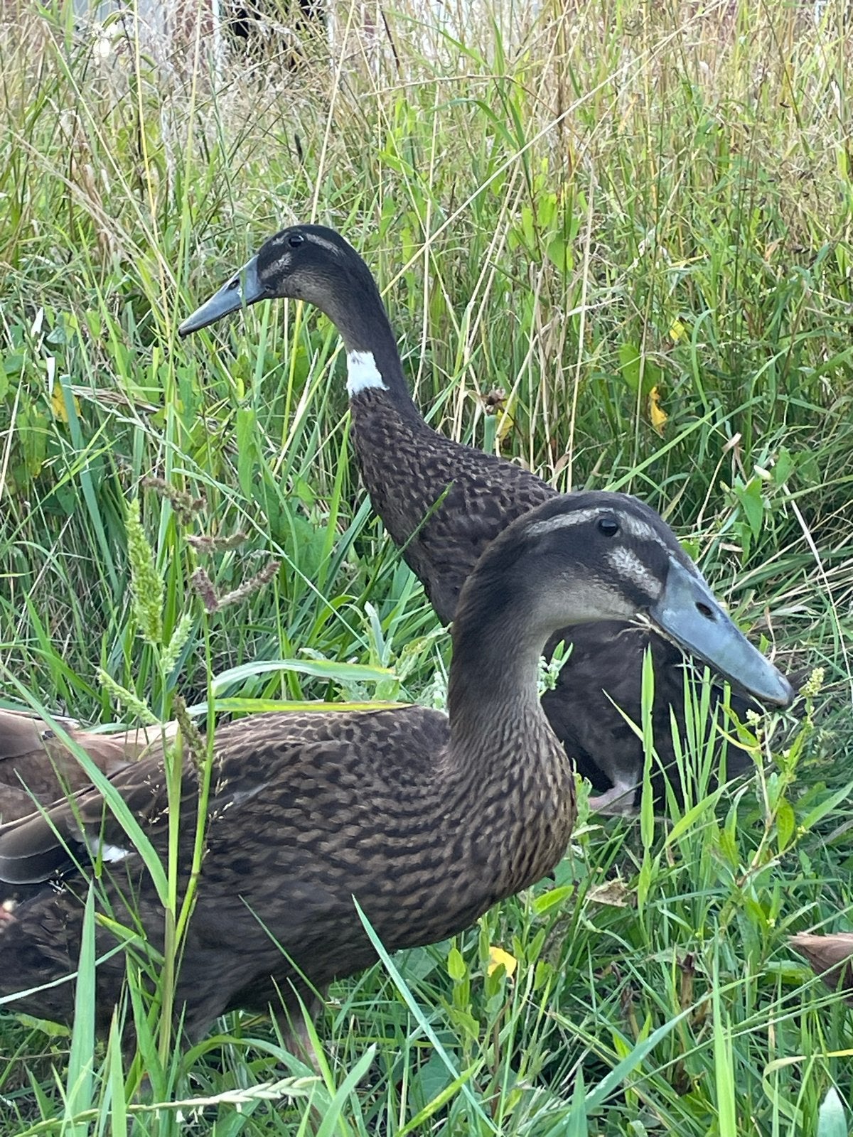 7 tamme loopenden van een half jaar oud, Meerdere dieren, Eend