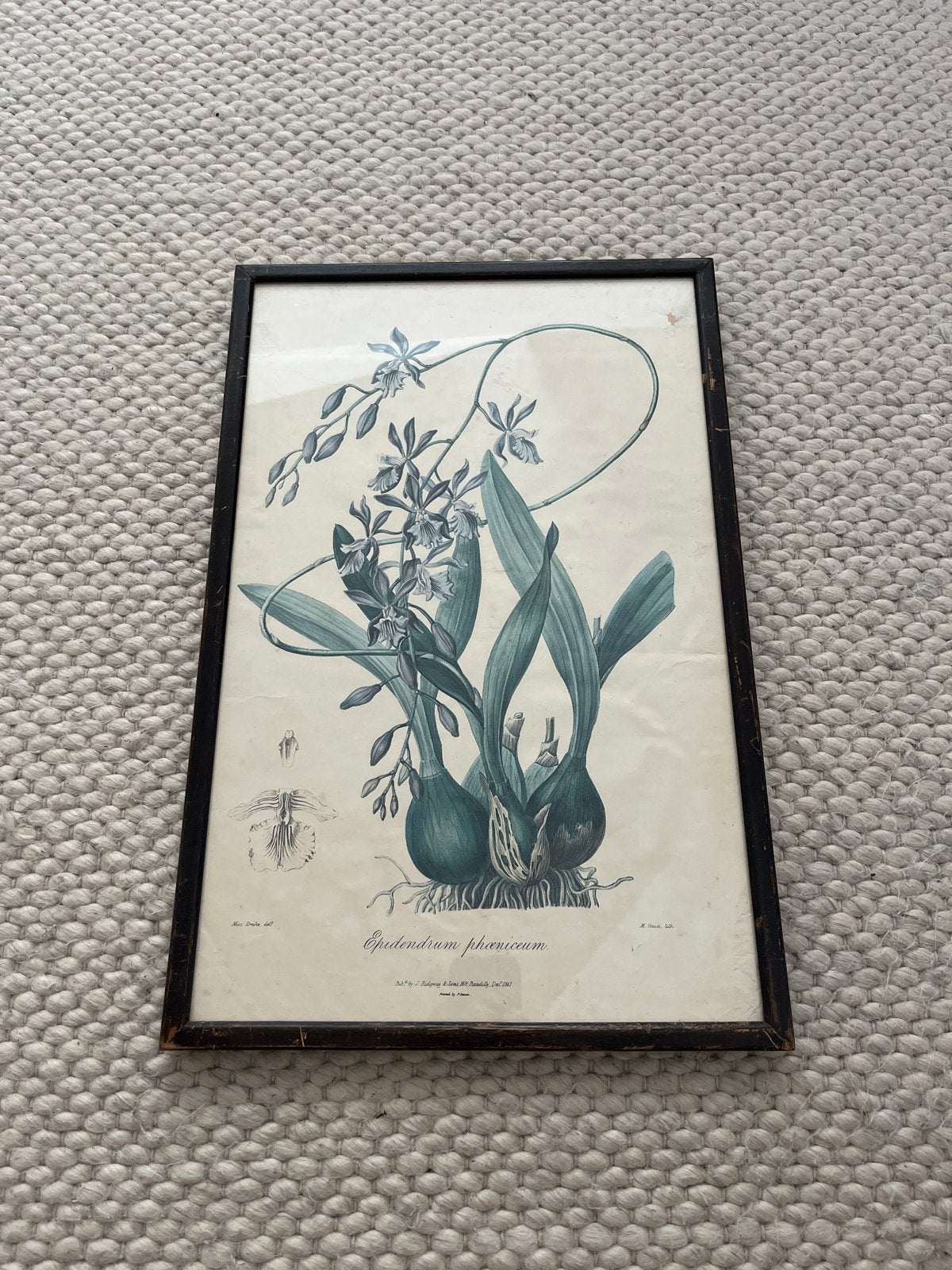 Originele Botanische Lithografie Orchidee (1841) - S. Drake, Handgekleurd, 1800 - 1899, Ophalen of Verzenden, Flora en Fauna