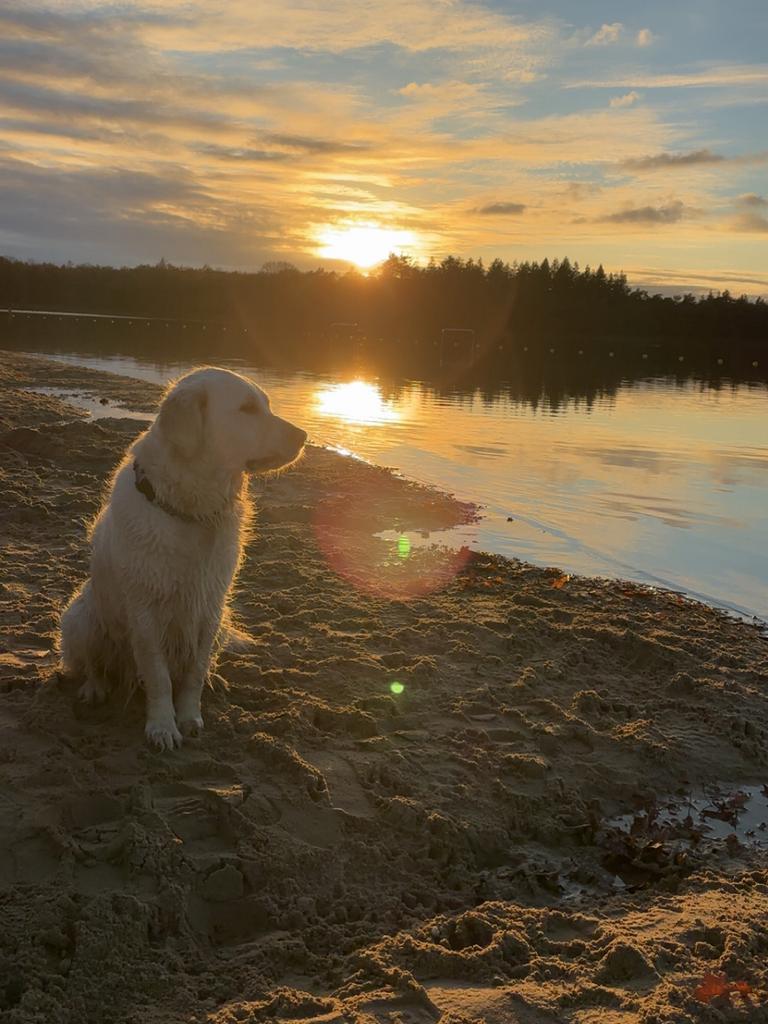 Golden retriever puppys, Dieren en Toebehoren, Honden | Retrievers, Spaniëls en Waterhonden, Golden retriever, Reu, 8 tot 15 weken