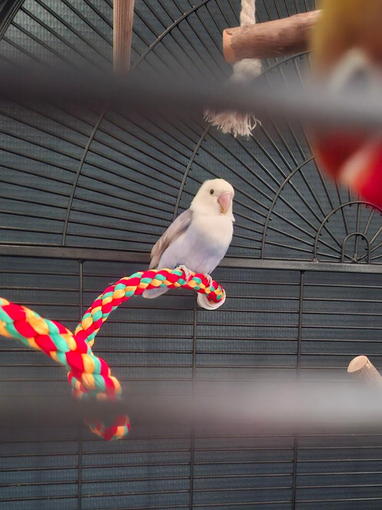 Super mooie agapornis pop, Vrouwelijk