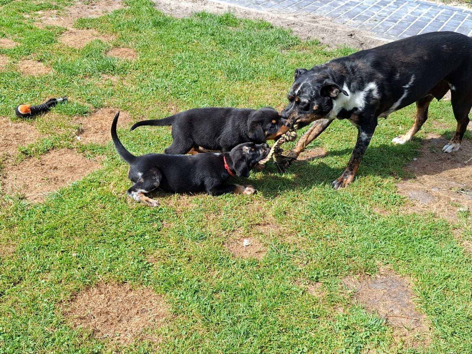 8 mooie rottweiler/old english buldog pups, 8 tot 15 weken, Meerdere, Meerdere dieren, Rottweiler