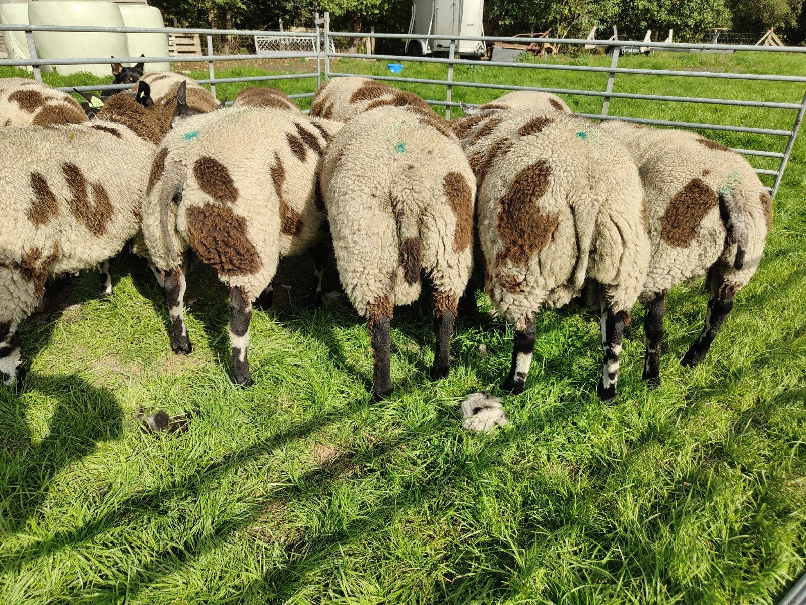 bonte dekrammen, Dieren en Toebehoren