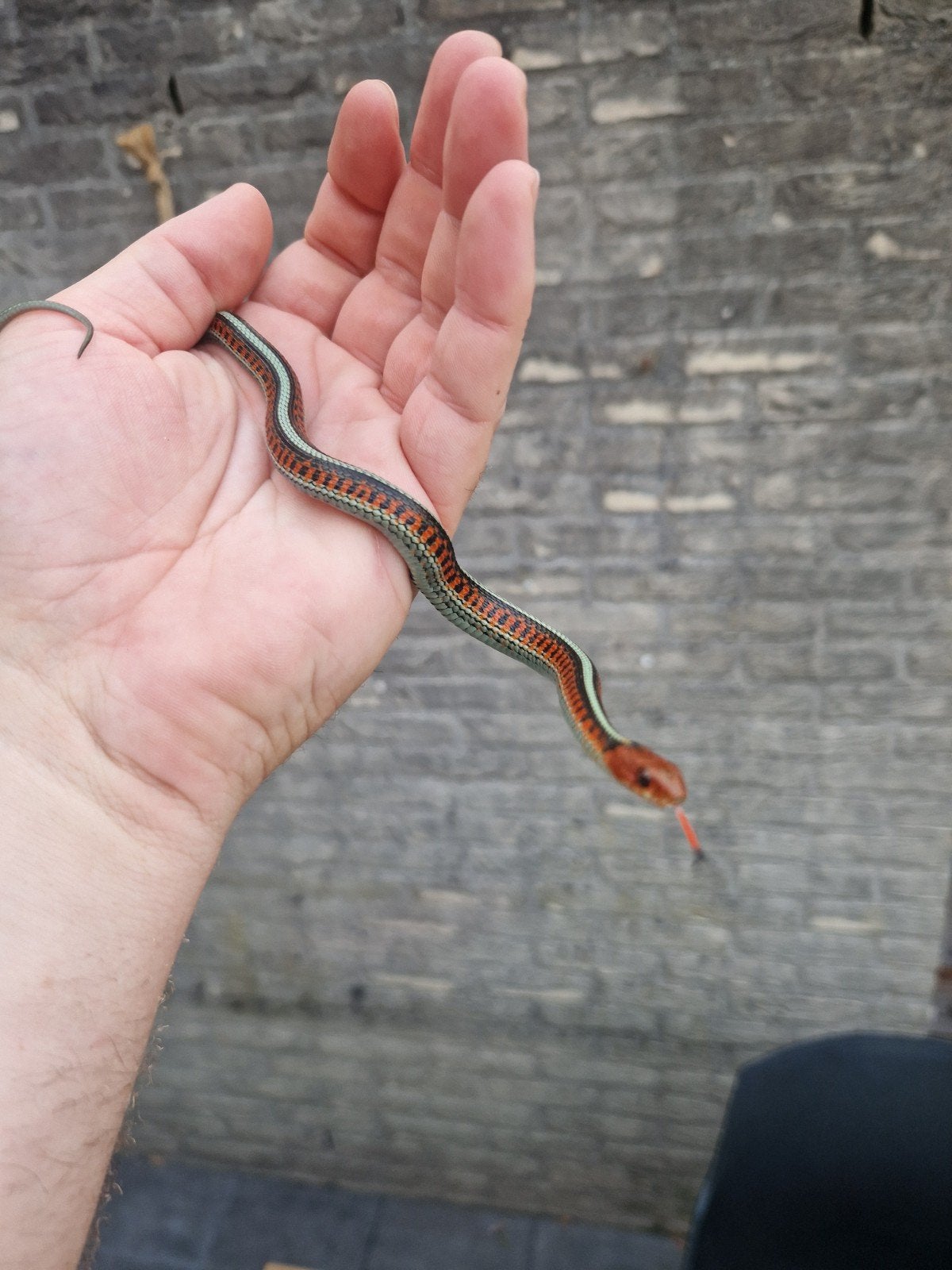 Thamnophis Sirtalis Infernalis 2.2, Slang, 0 tot 2 jaar