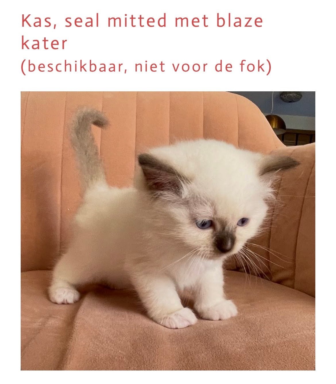 Ragdoll kittens met stamboom, Dieren en Toebehoren, Meerdere dieren, Langharig, 0 tot 2 jaar