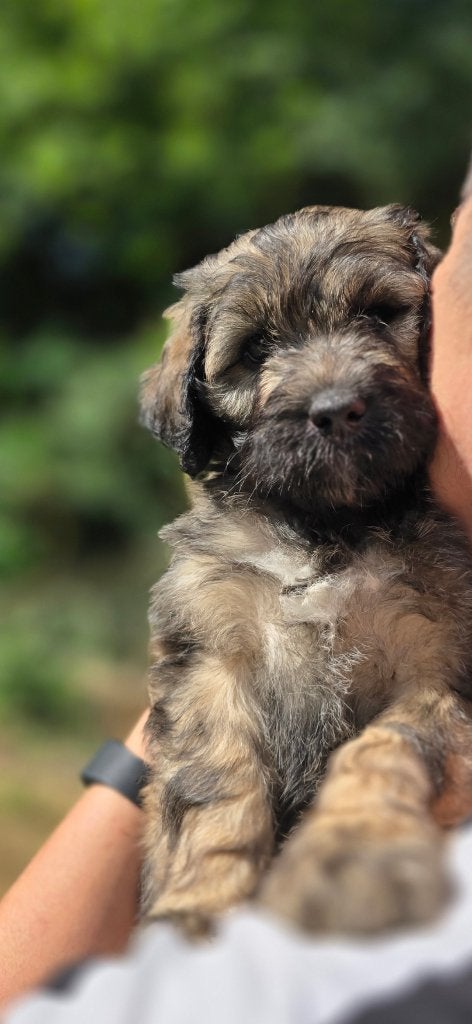Aussiedoodle X doodle, 8 tot 15 weken, Parvo, Meerdere, Meerdere dieren