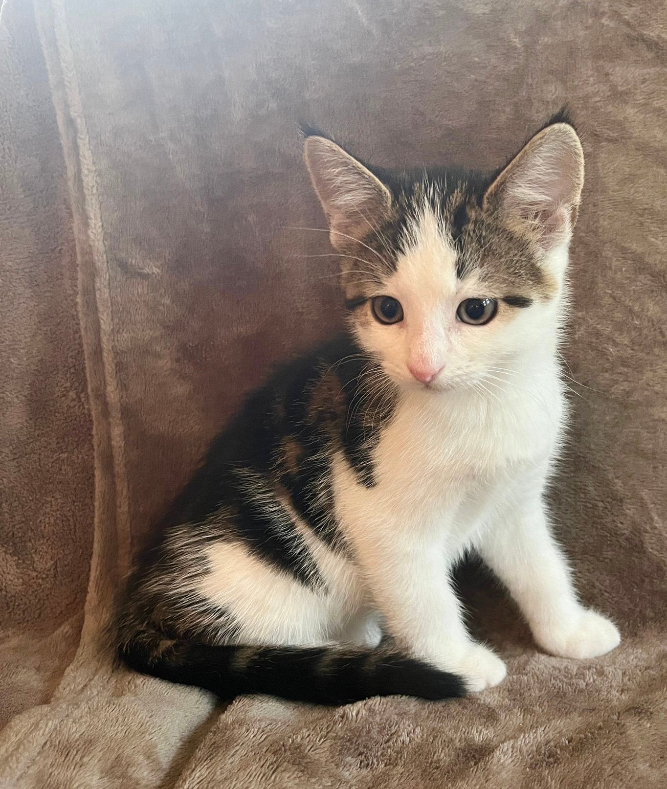 De liefste kittens, katertjes en poesje, 9 weken oud, Dieren en Toebehoren, Katten en Kittens | Overige Katten, Meerdere dieren