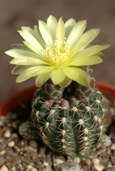 cactus - Gymnocalycium uruguayense, Huis en Inrichting, Ophalen of Verzenden, Cactus, Volle zon, Minder dan 100 cm