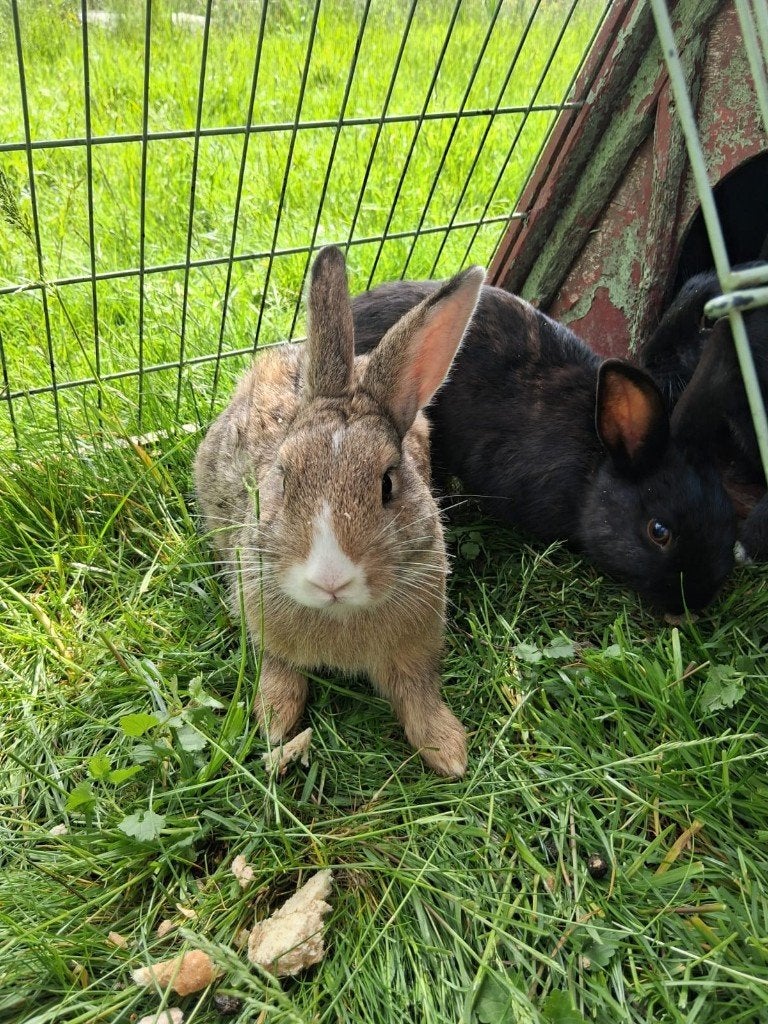 Lieve konijnen, Dieren en Toebehoren, Konijnen, Mannelijk, Klein, 0 tot 2 jaar