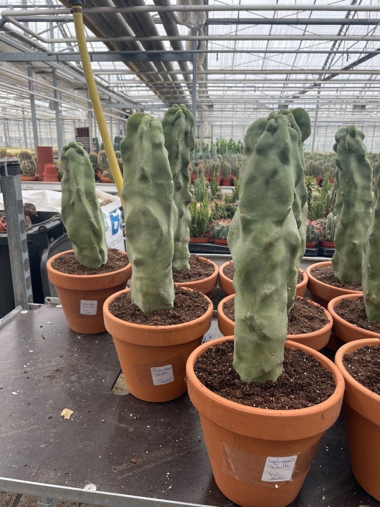 Cactus Lophocereus Schotti Monstruosa Totempaal cactus P 19, Ophalen of Verzenden, Minder dan 100 cm, Bloeiende kamerplant, Volle zon