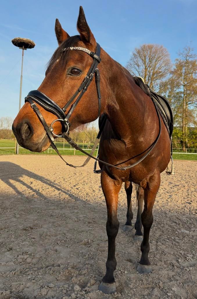 IN PRIJS VERLAAGD Allround E-pony, Dieren en Toebehoren, Pony's, Zadelmak, 7 tot 10 jaar, Recreatiepony, Merrie