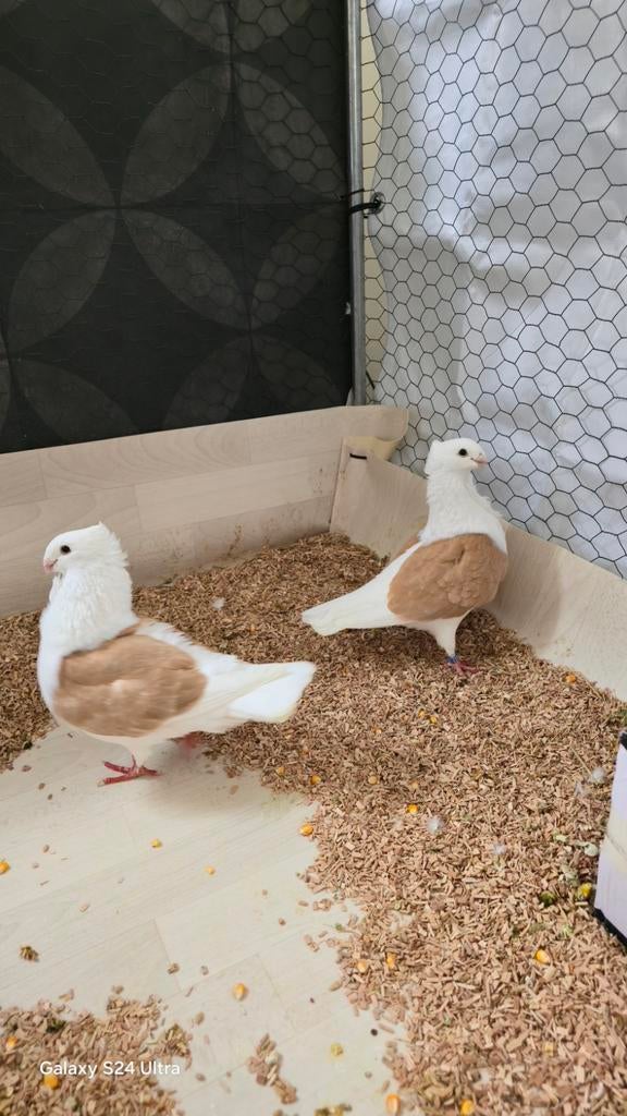 Oudhollandse meeuwen, Meerdere dieren, Overige soorten