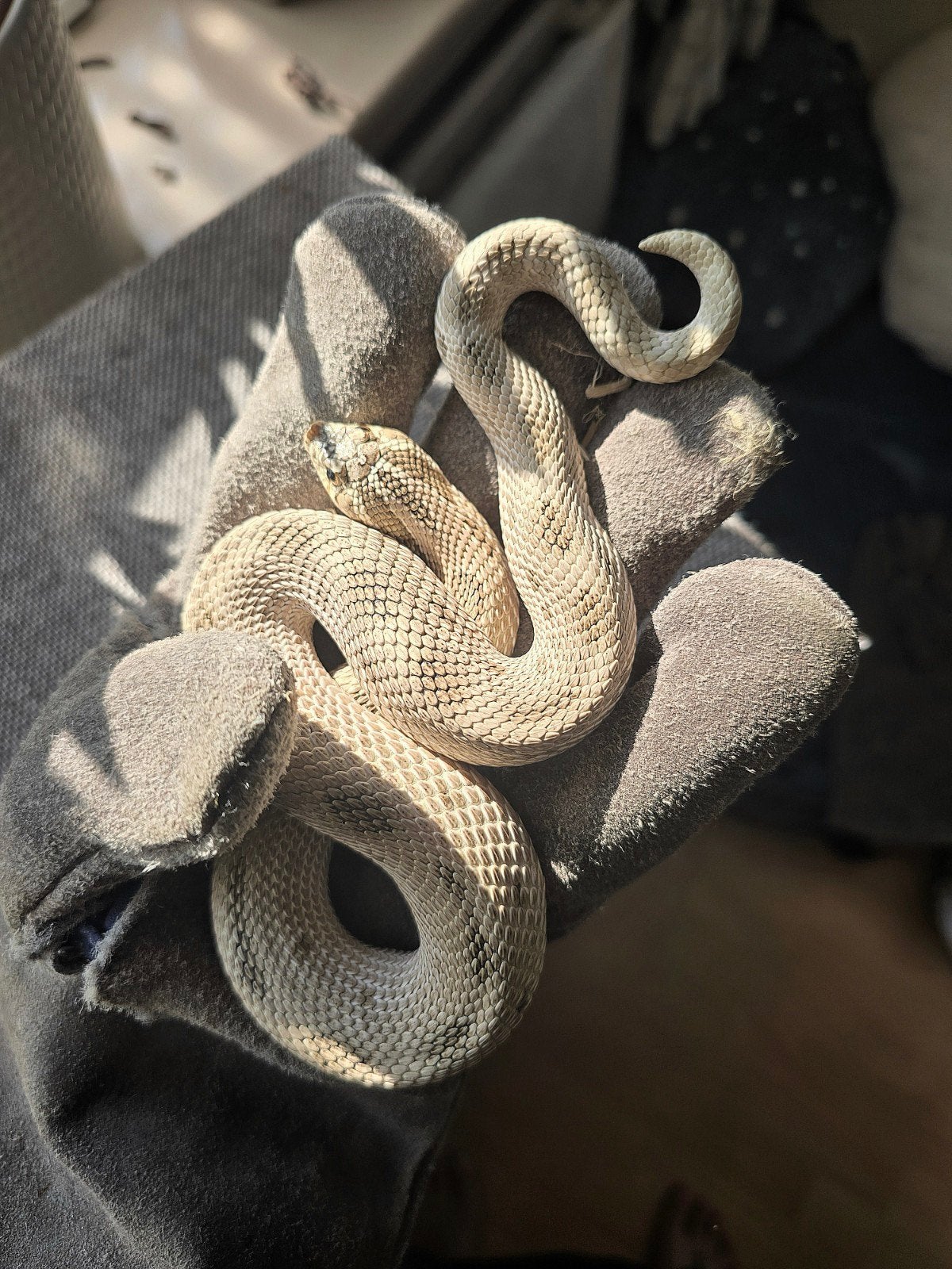 Artic Anaconda haakneus (1.0), Dieren en Toebehoren, Slang, 3 tot 6 jaar