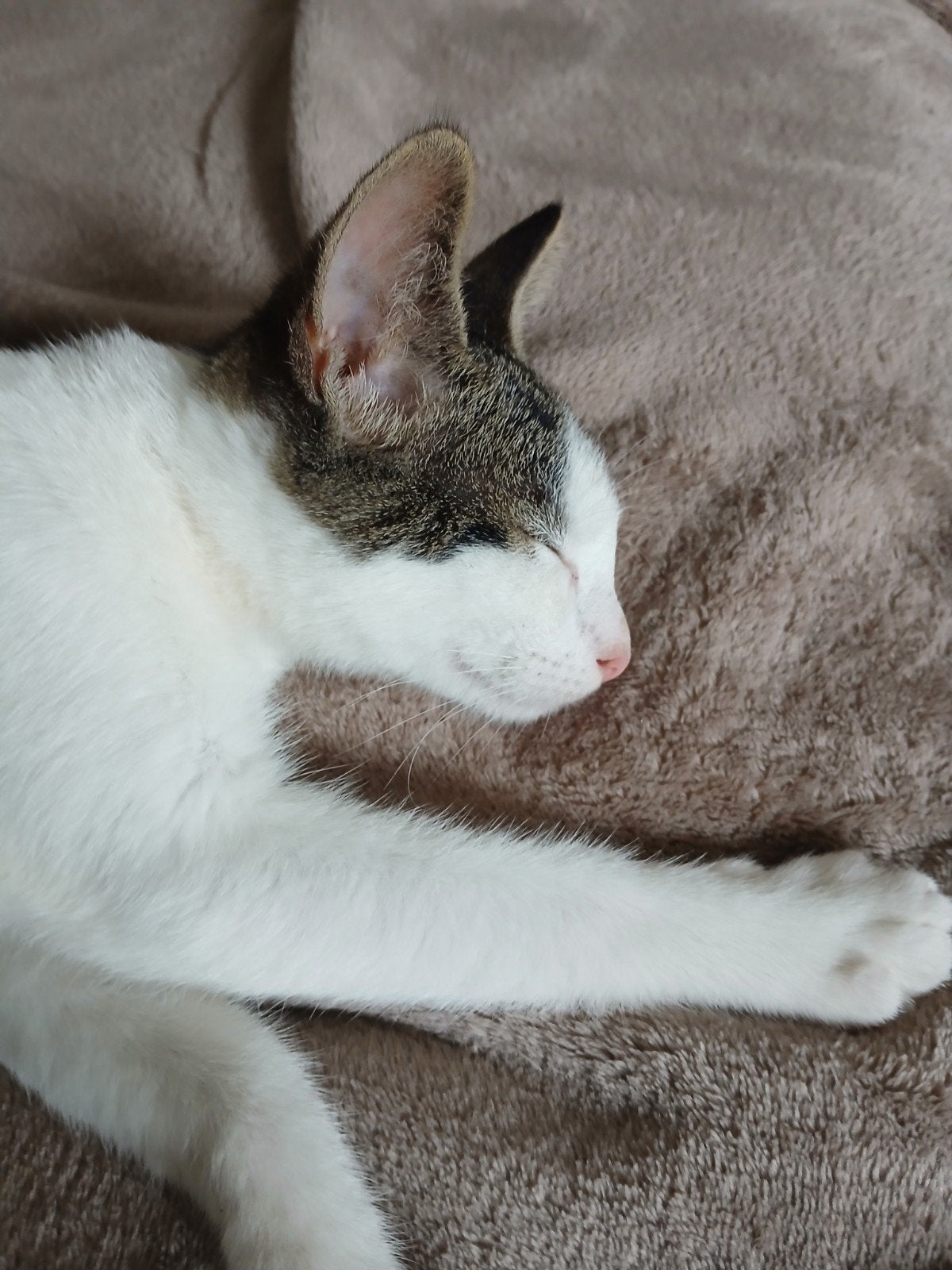 2 poesjes ,zusjes,zoeken hun forever home., Dieren en Toebehoren