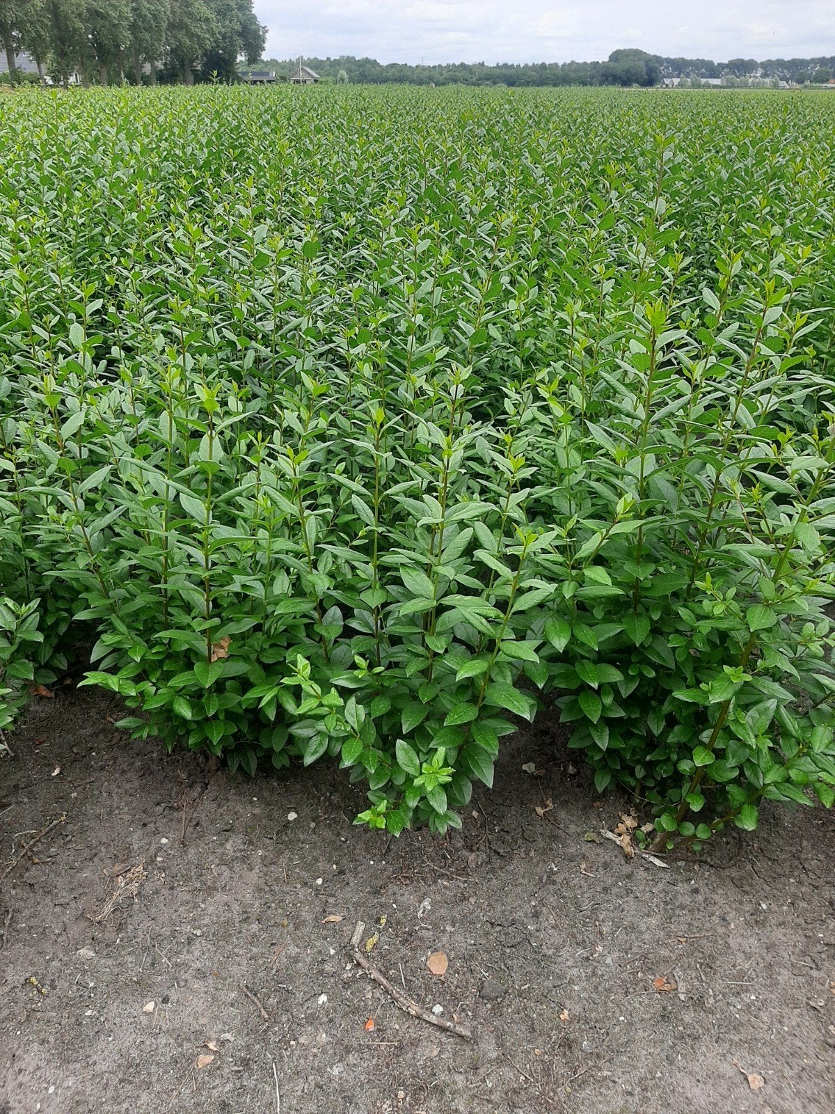 Ligustrum ovalifolium- Ideaal voor hagen en borders €1,25, Tuin en Terras, Volle zon, Vaste plant, Zomer, Ophalen
