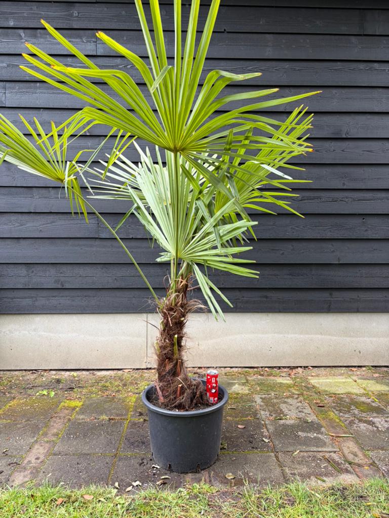 Trachycarpus Fortunei winterharde palmboom, Tuin en Terras, Planten | Bomen, 100 tot 250 cm, Zomer, Palmboom, Ophalen