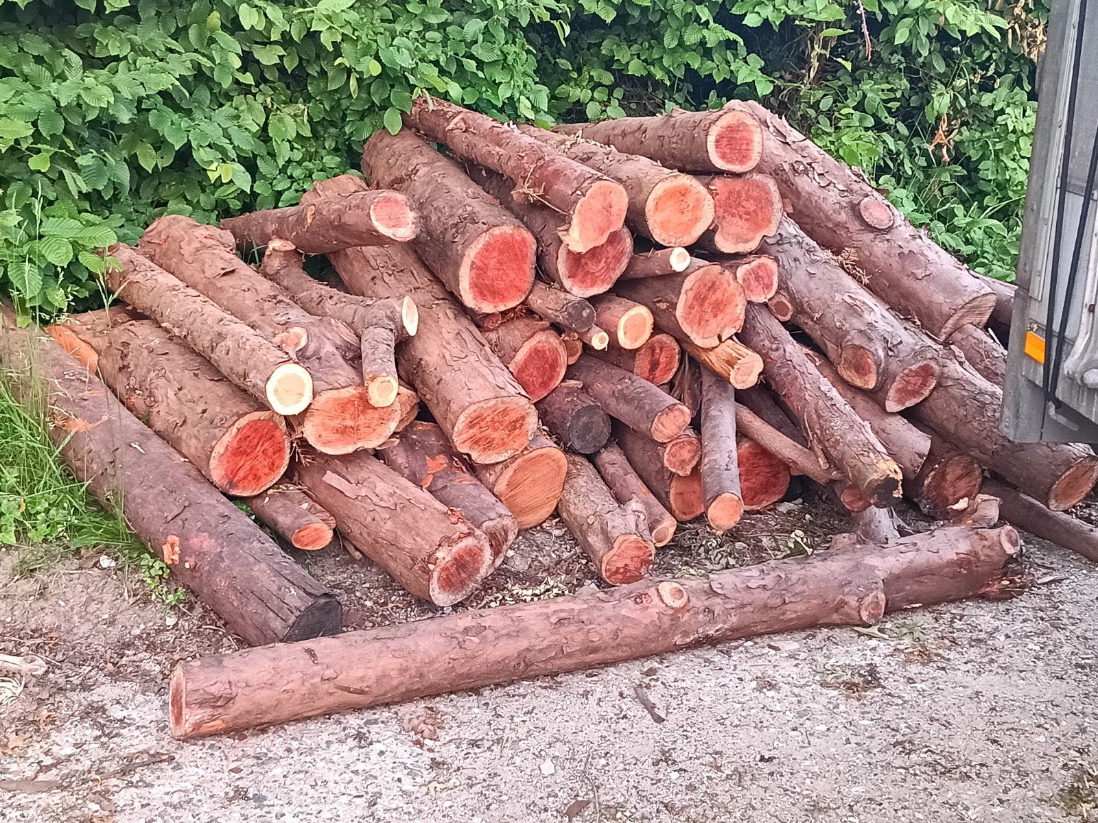 Taxus stamhout voor houtbewerking, meubels en carving, Doe-het-zelf en Verbouw, Hout en Planken, Gebruikt, Overige typen, Ophalen of Verzenden