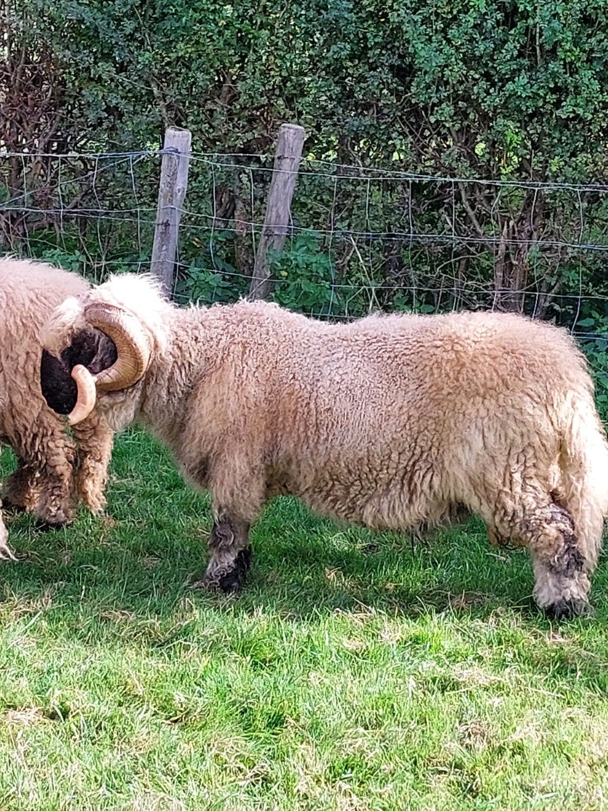 walliser schwarznase ram, Dieren en Toebehoren, Mannelijk, Schaap, 6 jaar of ouder