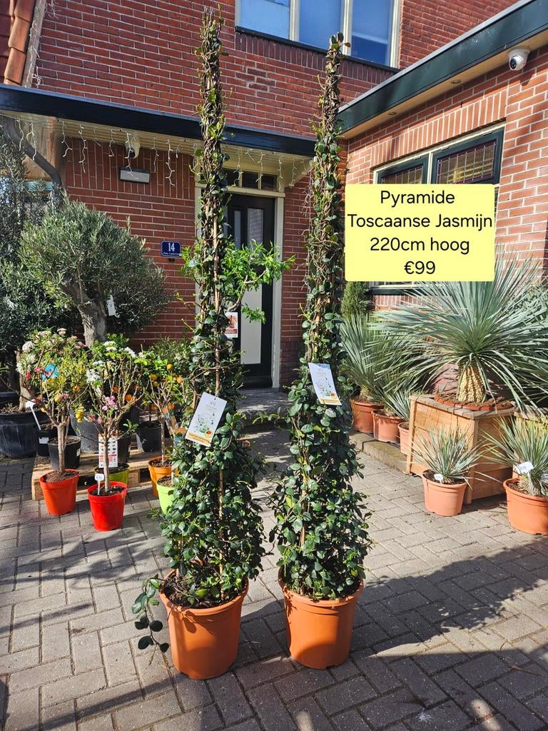 Toscaanse Jasmijn 4 maten of pyramide terraspot 200cm, Ophalen, Overige soorten, 100 tot 250 cm