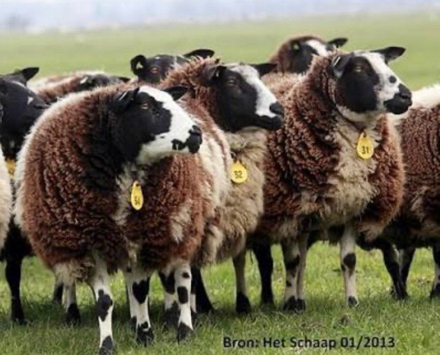 Gezocht bonte ooien/lammeren, Dieren en Toebehoren, Schapen, Geiten en Varkens, Vrouwelijk, Schaap