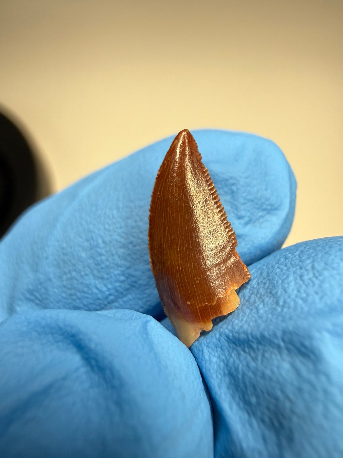 *GEM* Abelisauridae tand, Ophalen of Verzenden, Fossiel