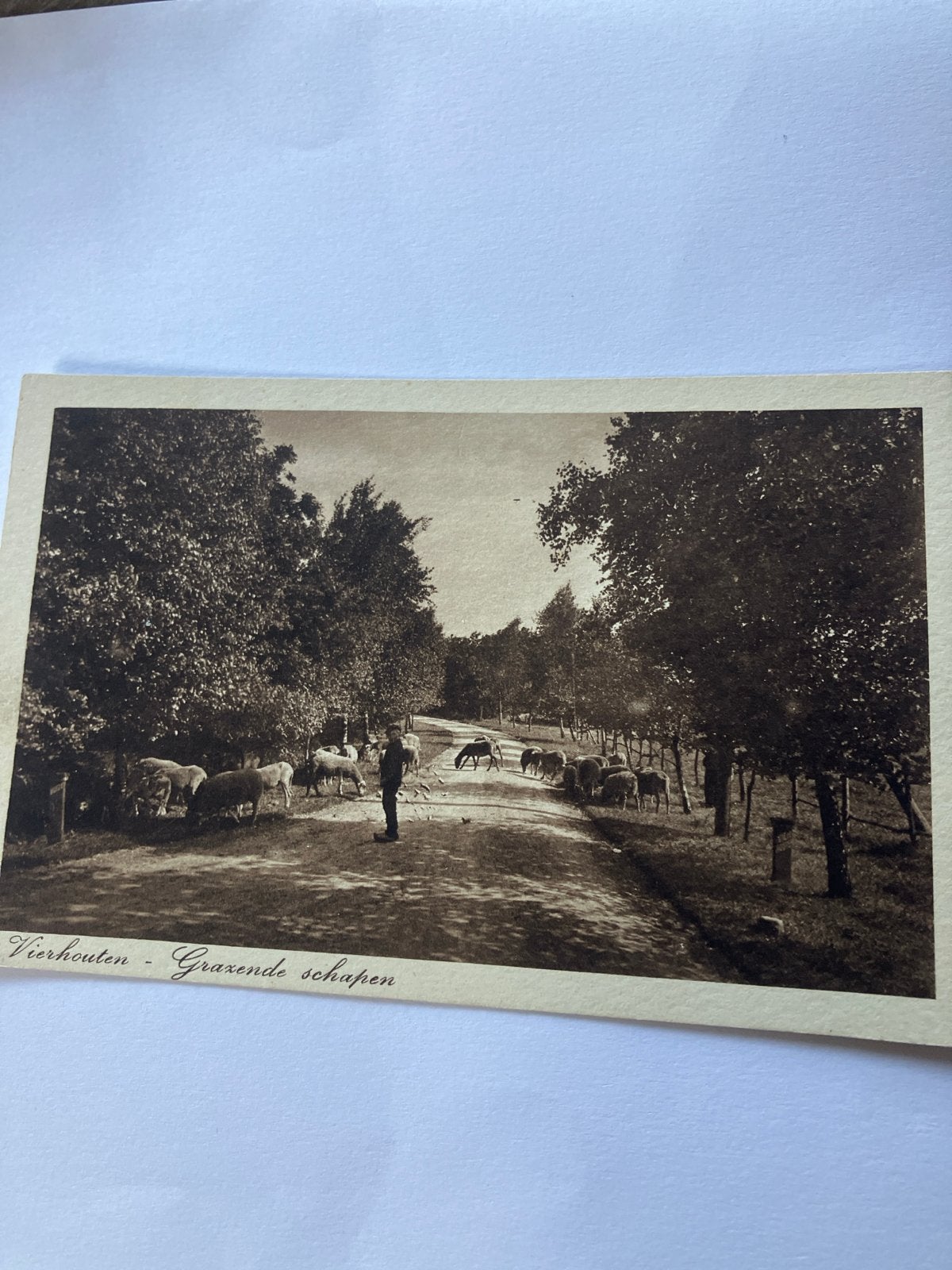 Oude Ansichtkaart Vierhouten - Grazende Schapen, Ophalen of Verzenden, Voor 1920, Ongelopen, Gelderland