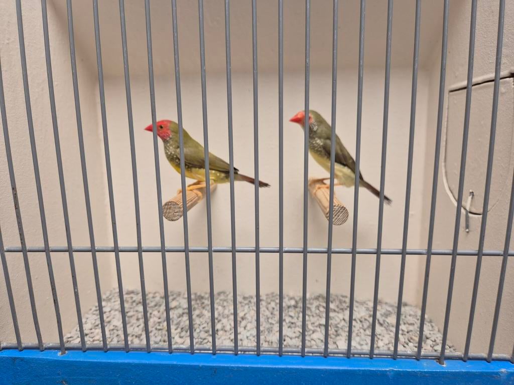 Koppels Binzenastrildes, Dieren en Toebehoren, Vogels | Overige Vogels, Meerdere dieren
