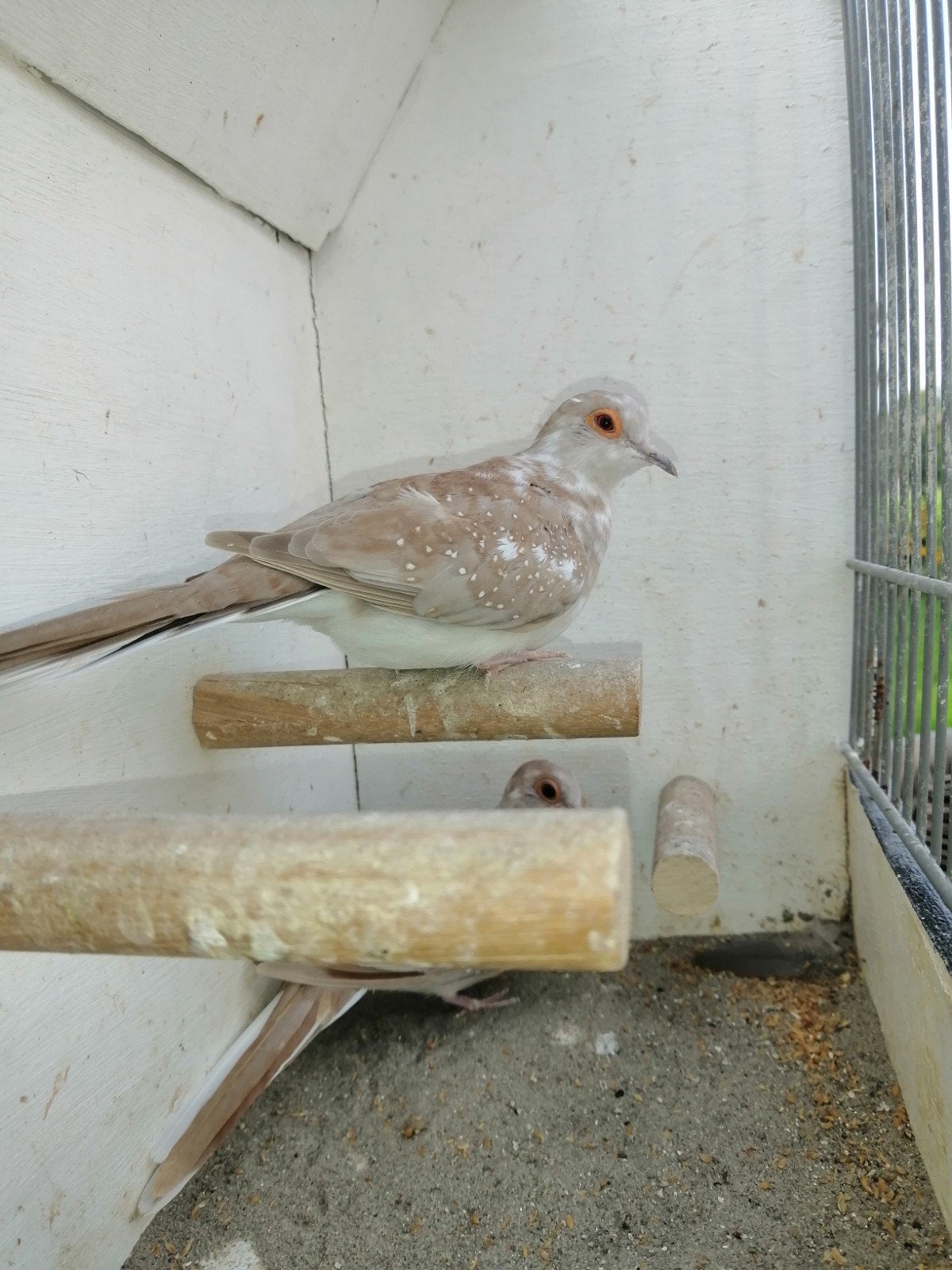 bruinbonte diamantduifjes 2x, Dieren en Toebehoren, Vrouwelijk
