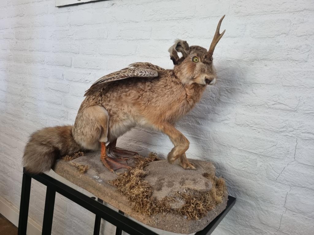 Unieke Jackalope, Antiek en Kunst, Curiosa en Brocante, Ophalen