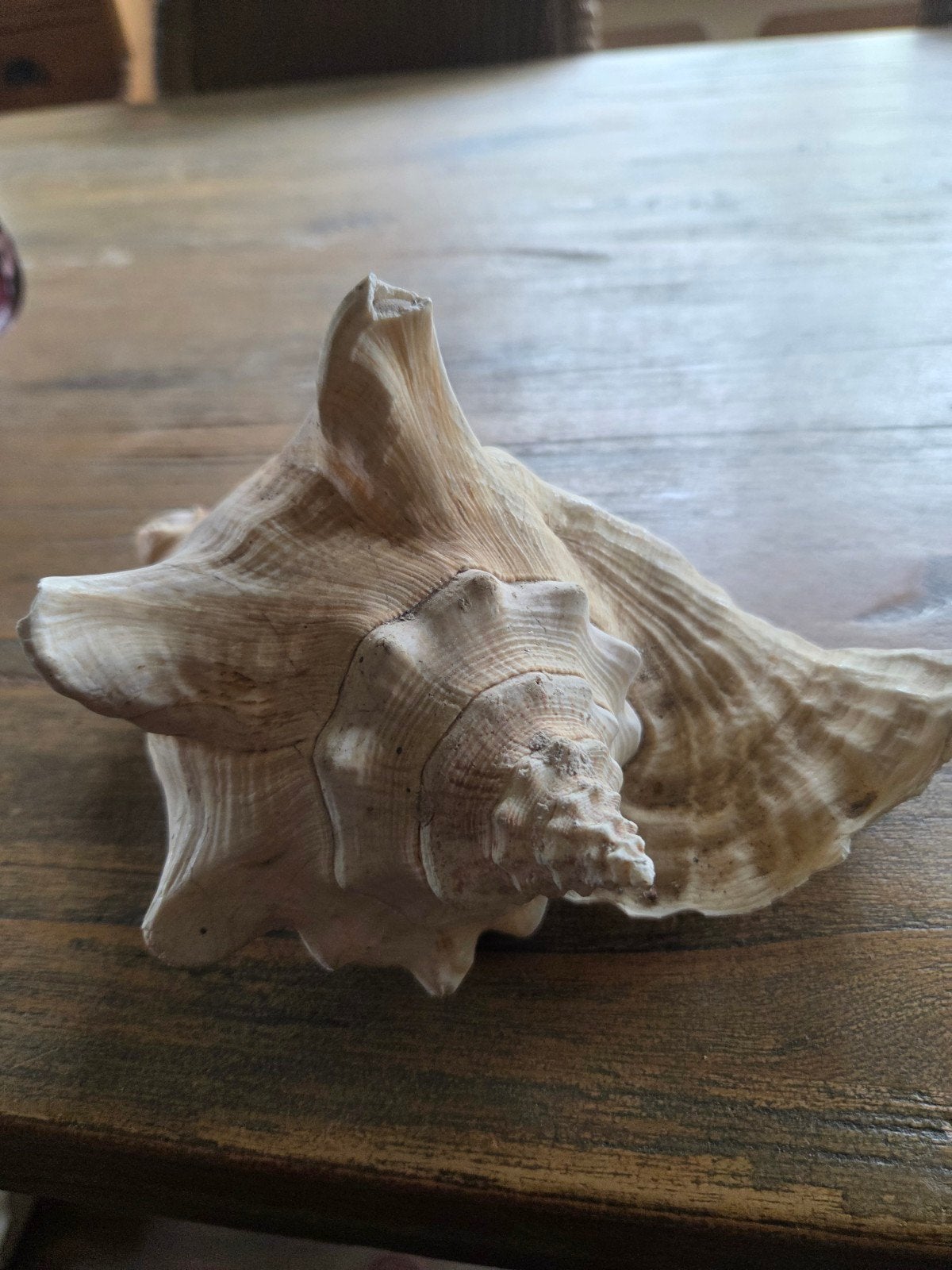 mooie schelp, Ophalen of Verzenden, Schelp(en)